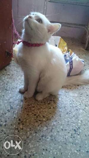 Persian cat male 1 year old yellow eyes