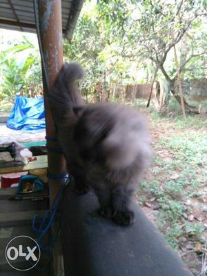 Persian cat punch nose black white coloured...3 months of