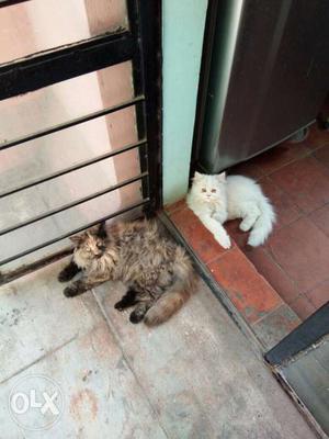 Persian cats for sale at Rs.  each
