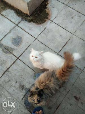 Persian cats for sale.. each cat at Rs 