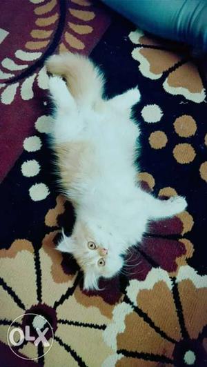 Persian female kitten 4 months old...