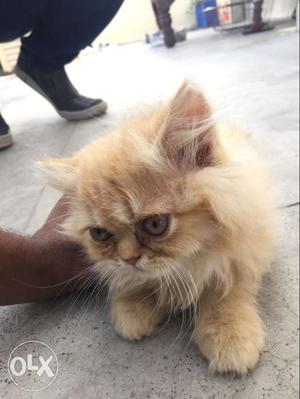 Persian kitten 1 month age brown colour semi