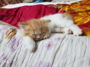 Persian kitten Bi colour 42 days old