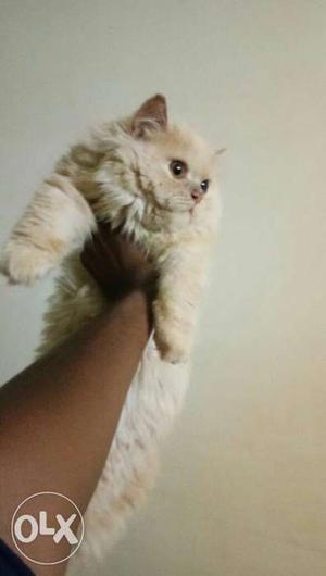 Persian kitten male 4months