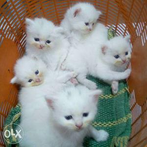 Persian kitten white color doll face