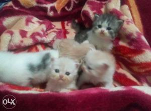 Persian kittens 45days old, ppl interested can