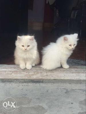Persian kittens 8.5k each double eyes(blue and green)long