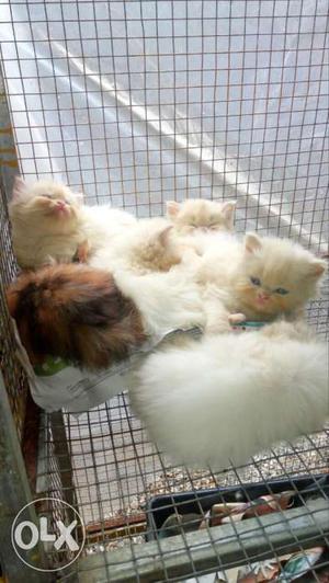 Persian kittens for sale doll face kittens..!