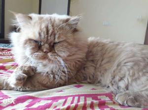 Persian pure breed male cat available for