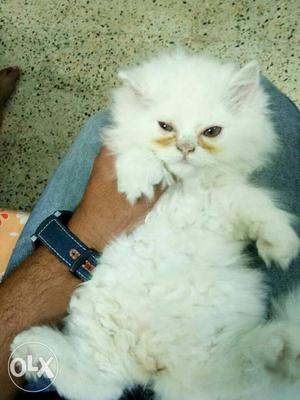 Persian white male 2 months old cat available for