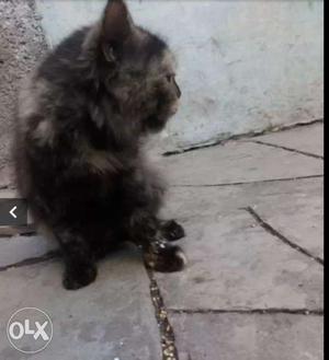 Persion cat female bicolor age 1.5yrs 2 times