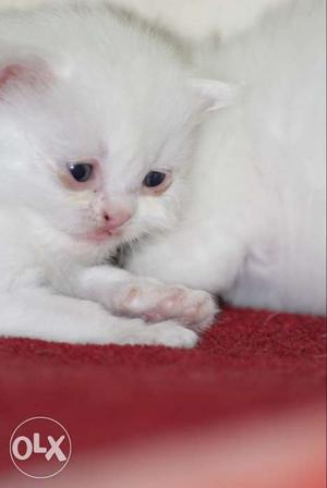 Person cat baby White Kitten
