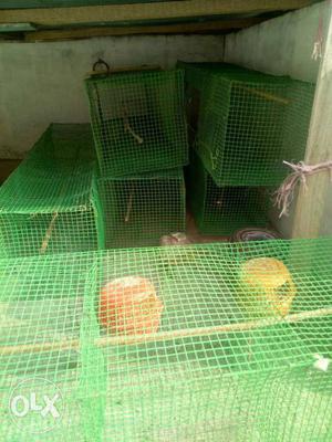 Pinjars cage 4rooms for low price..
