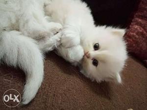 Playfull healthy baby persian cats kitten sale all india