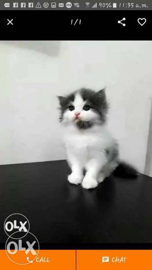 Playfull traind persian kitten cat sale.different prices and