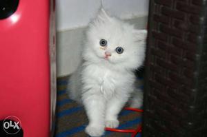 Potty traind long fur healthy persian kitten cats sale.all