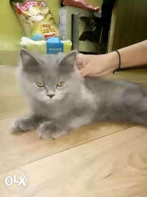 Punch face male cat,6 month old,grey colour,its