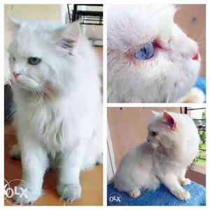 Pure Persian Male with Snow White Colour and Blue Eyes For