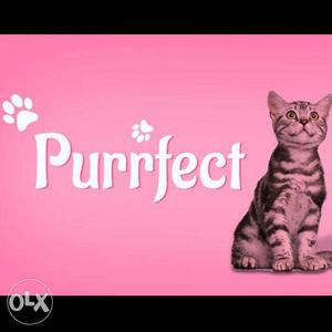 Pure breed Calico Female Persian Cat/Kitten