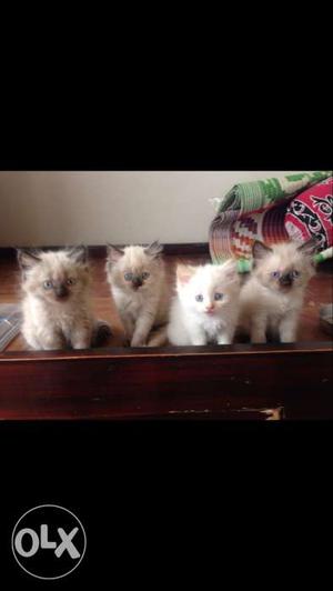 Pure doll face kittens for sale per head 