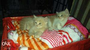 Pure persian doll face cat for sale