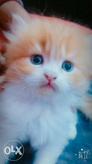 Pure persian male cat for sale
