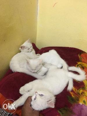 Pure white Persian Kittens at each