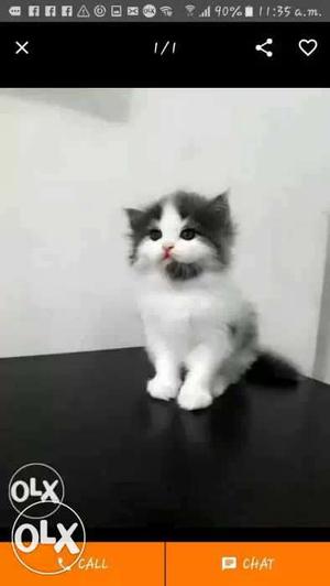 Real color long fur healthy baby Persian cats kitten