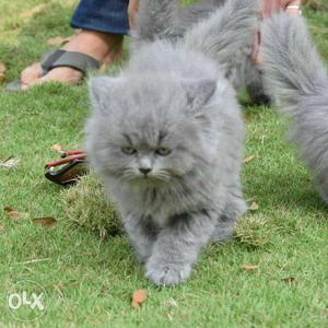 Semi punch gray colour kitten for sale
