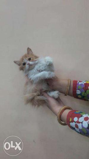 So cute pure persian kitten for sale in noida