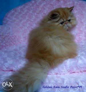 So cute very active persian kitten avalible