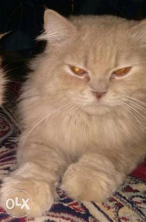 This is male Persian cat 1.5 yrs old..furry