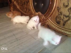 Three White And One Orange Kittens