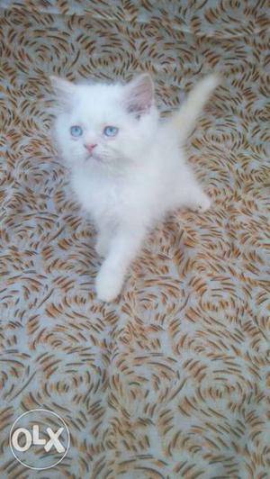 Traind plyfull healthy baby Persian kitten cats sale all