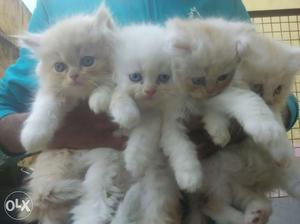 Trained and active persian kittens available home
