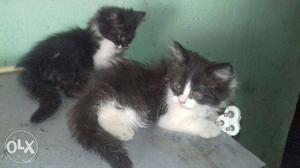 Two Black And White Kittens male and female
