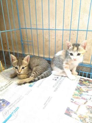 Two Brown And White Tabby Kittens