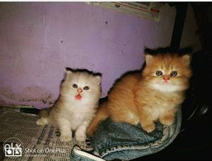 Two Silver And Orange Fur Kittens