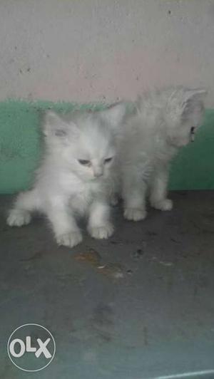 Two White Kittens male and female