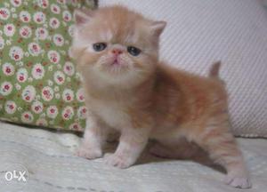 Very playfull persian kitten kitten for sale in noida