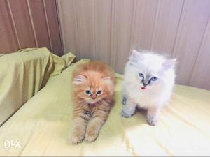 White And Orange Cats