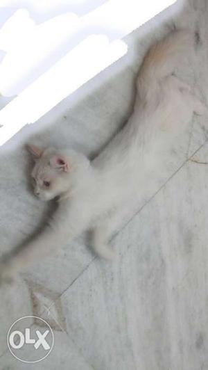 White Cat In Hyderabad