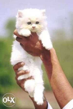 White Coated traind cute baby persian cats kitten sale all
