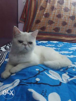 White EXOTIC SHORT HAIR MALE 14 MONTH no
