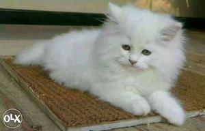 White Persian Cat