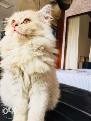 White Persian kitten only 3 months old