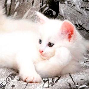 White blue eyes long fur and more lovely colors persian cats