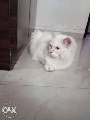 White cat pair for sale