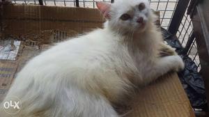White persian Cat male