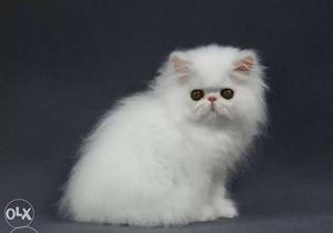 White persian cat for sale